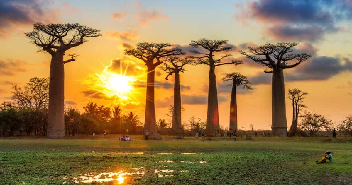 Famosos árboles baobab de la isla de Madagascar