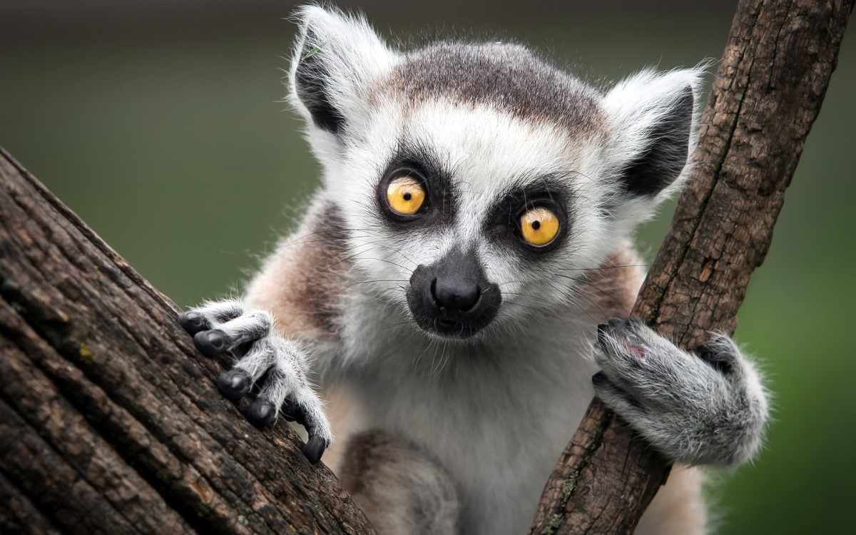 El lemur es el animal más icónico  de Madagascar